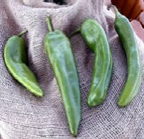 Hot Hatch Chile is one of the chile lovers favorite.