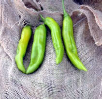 Extra hot hatch chile, another favorite of the hot chile lovers.