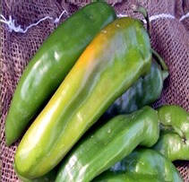 Medium hatch chile, also known as Big Jim.