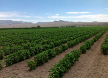 your hatch chile growing in New Mexico